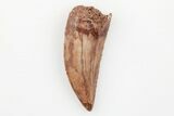 Serrated, Raptor Tooth - Real Dinosaur Tooth #203454-1